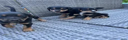 Mixed Breed dogs for sale: Beautiful bold puppies  - Advert 5