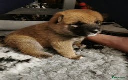 Japanese Shiba Inu dogs for sale: 5 KC Shiba puppies looking for their furever home  - Image 10