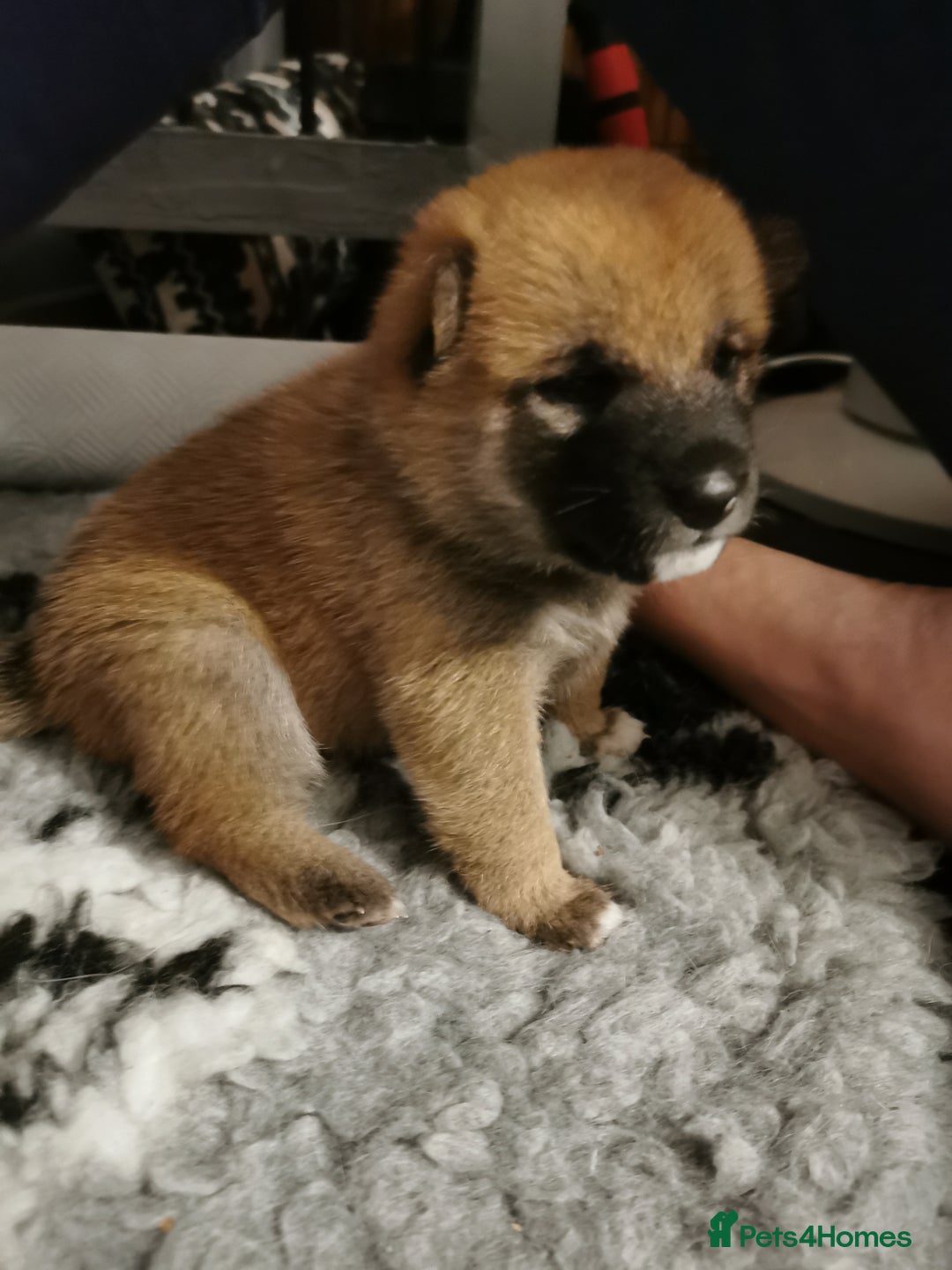 Japanese Shiba Inu dogs for sale: 5 KC Shiba puppies looking for their furever home  - Image 10