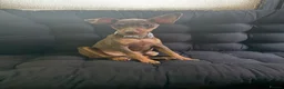 Miniature Pinscher dogs for sale: Male puppy min pin - Advert 3