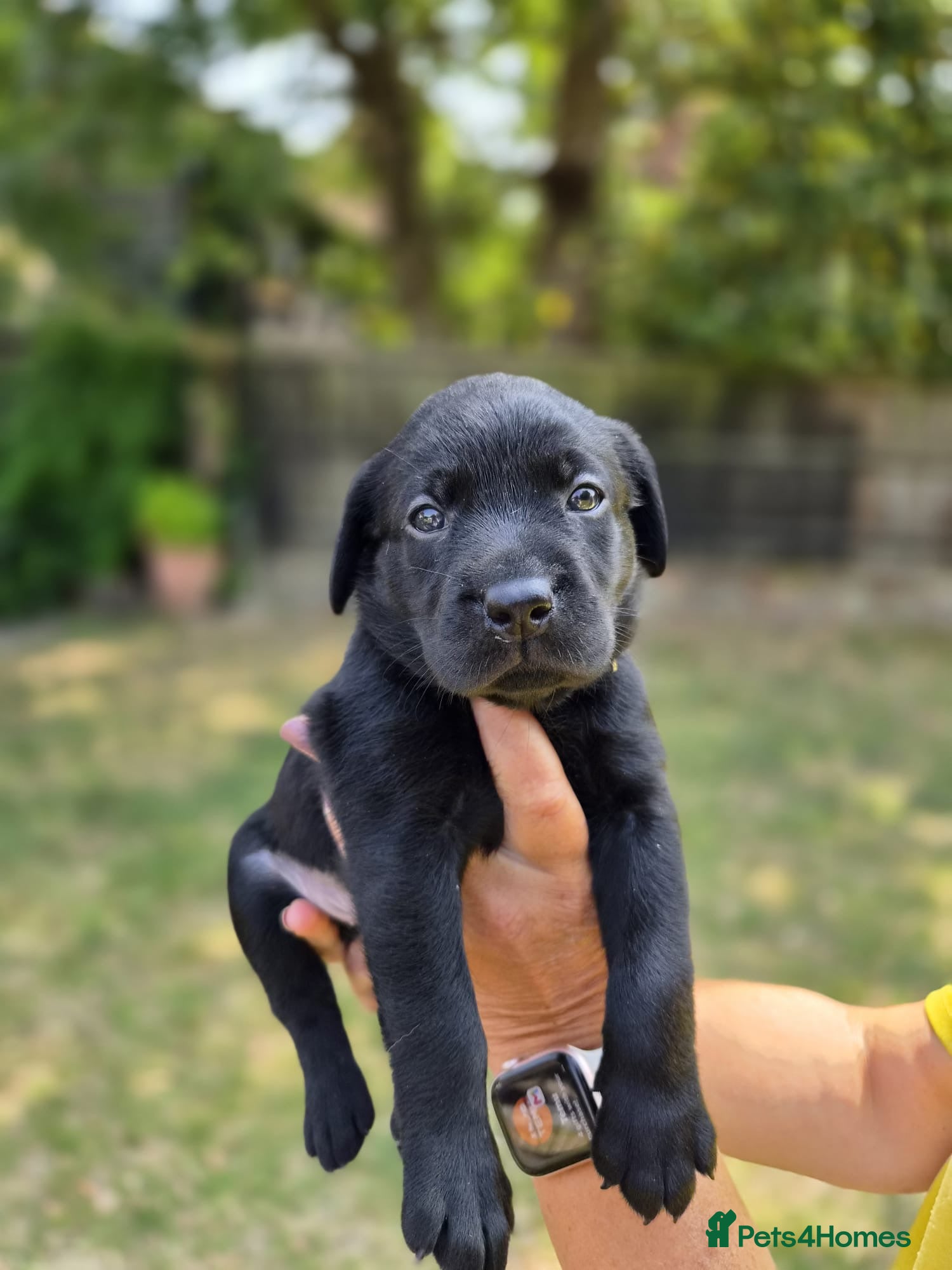 Labrador Retriever dogs Adorable KC registered Labrador puppies  - Advert 2