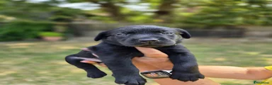 Labrador Retriever 3