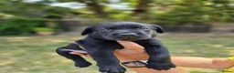 Labrador Retriever dogs for sale: Adorable KC registered Labrador puppies  - Advert 21