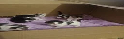 Mixed Breed cats for sale: Kittens for sale - Advert 13