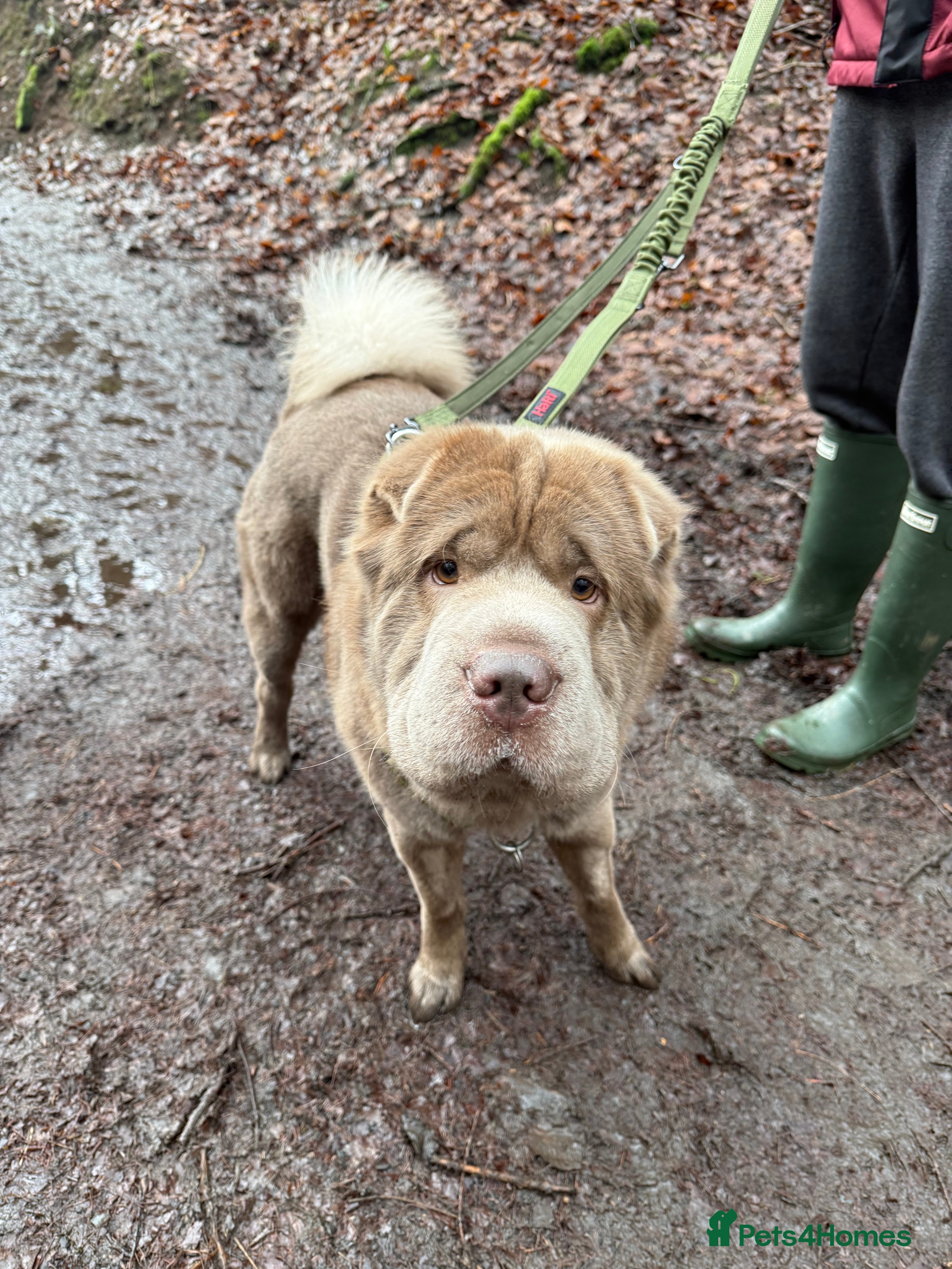 Shar Pei dogs Yogi Bear for Stud 🧸🤜 - Advert 4