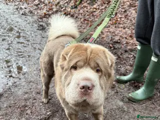 Shar Pei dogs Yogi Bear for Stud 🧸🤜 - Advert 4