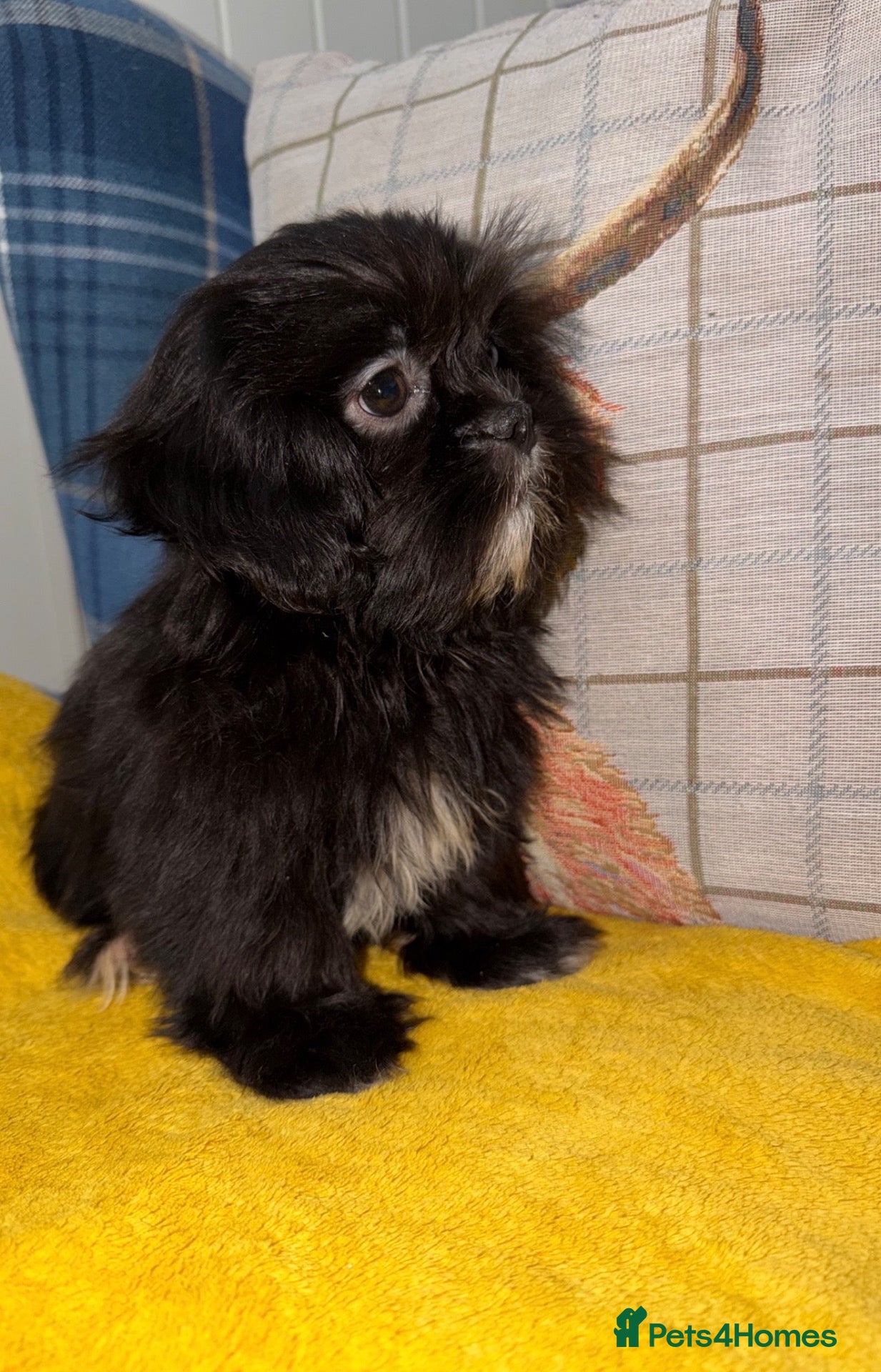 Shih Tzu dogs 💖💙Stunning Black Shih Tzu Puppies💙💖 - Advert 1