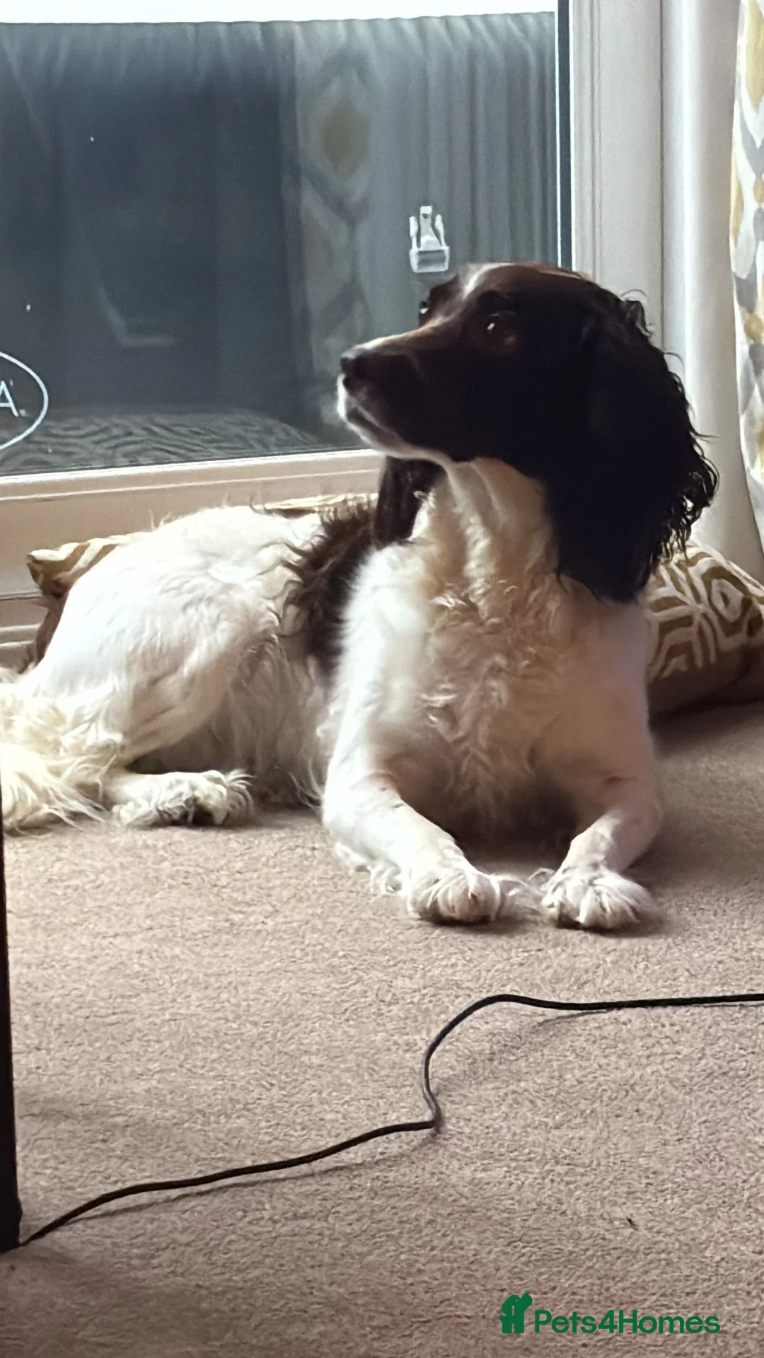 English Springer Spaniel dogs for sale: English Springer Spaniel in Selby - Advert 1