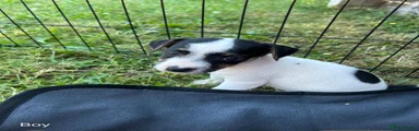 Jack Russell 1