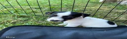 Jack Russell dogs for sale: Jack Russell puppies in Sandhurst - Advert 6