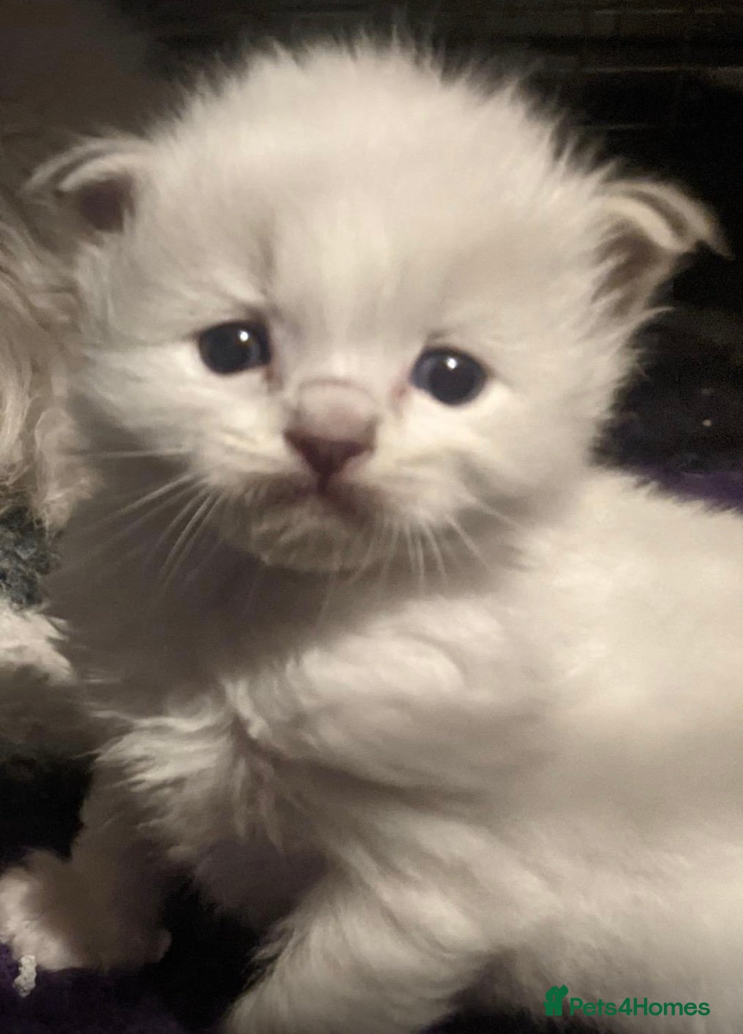 Ragdoll cats for sale: Beautiful GCCF Ragdoll Kittens  - Advert 7