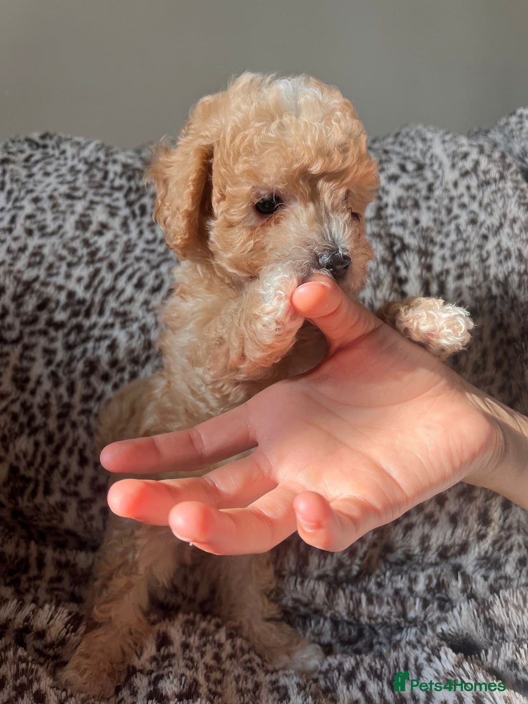 Maltipoo dogs for sale: 2 beautiful playful & lovely Maltipoo boys  - Image 4