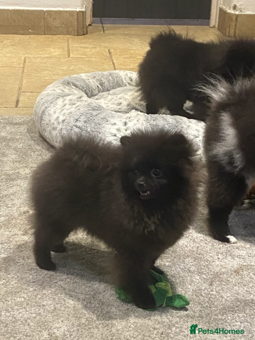 Pomeranian dogs for sale: Adorable fluffy pom puppies - Advert 22