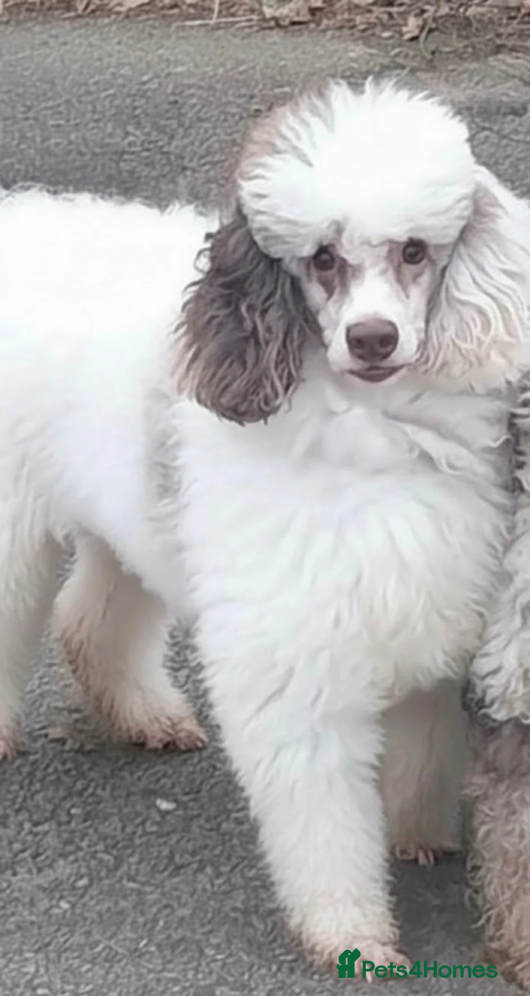 Miniature Poodle dogs for stud: Brown Merle Parti  - Advert 2
