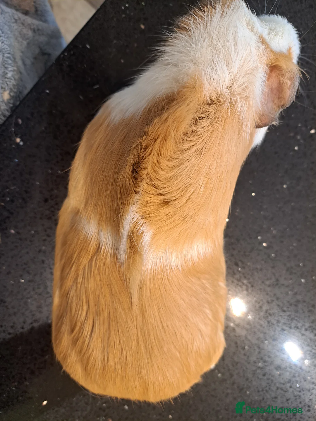 Guinea Pig rodents for sale: Female guinea pig around 4 years old - Advert 3