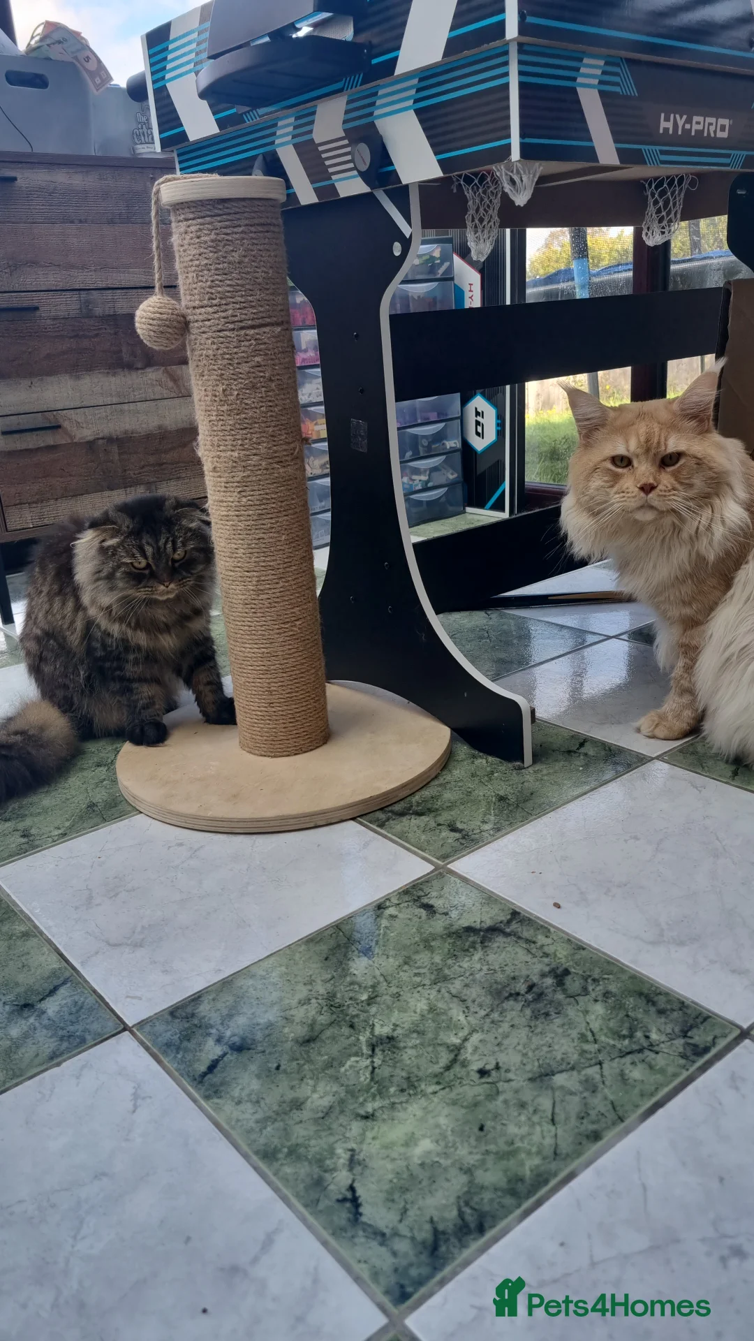 Maine Coon cats for stud: Dual registered Champion winner Maine coon stud in Manningtree - Advert 8