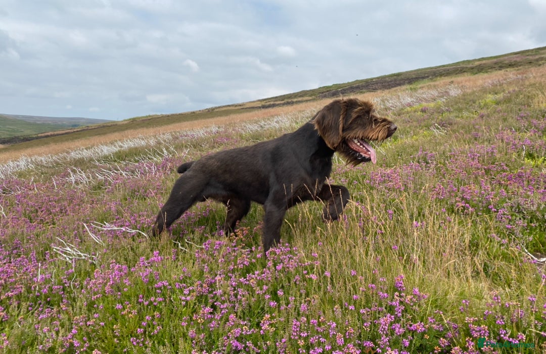 German Wirehaired Pointer dogs for sale: KC Reg GWP puppies  - Advert 13