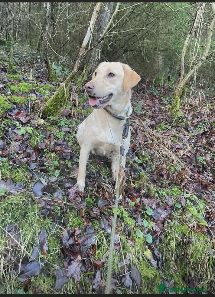 Labrador Retriever dogs 9 Labrador puppies looking for forever homes ❤️ - Advert 2