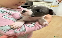 Mixed Breed dogs for sale: French bulldog x American staff - Image 11