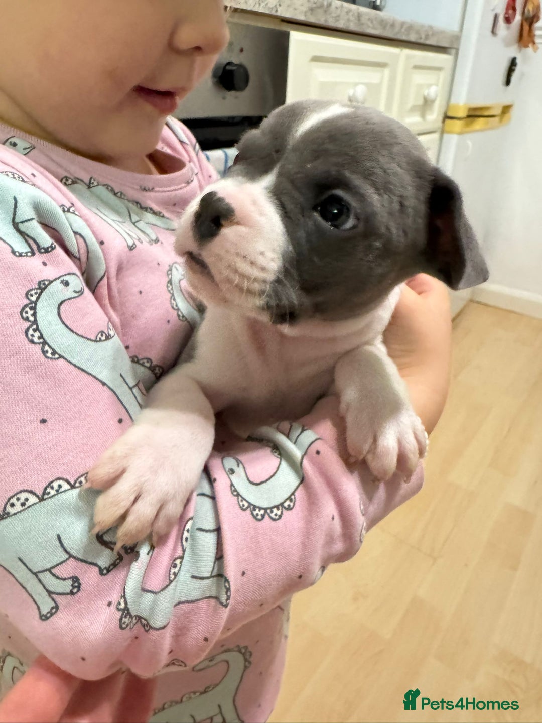 Mixed Breed dogs for sale: French bulldog x American staff - Image 11