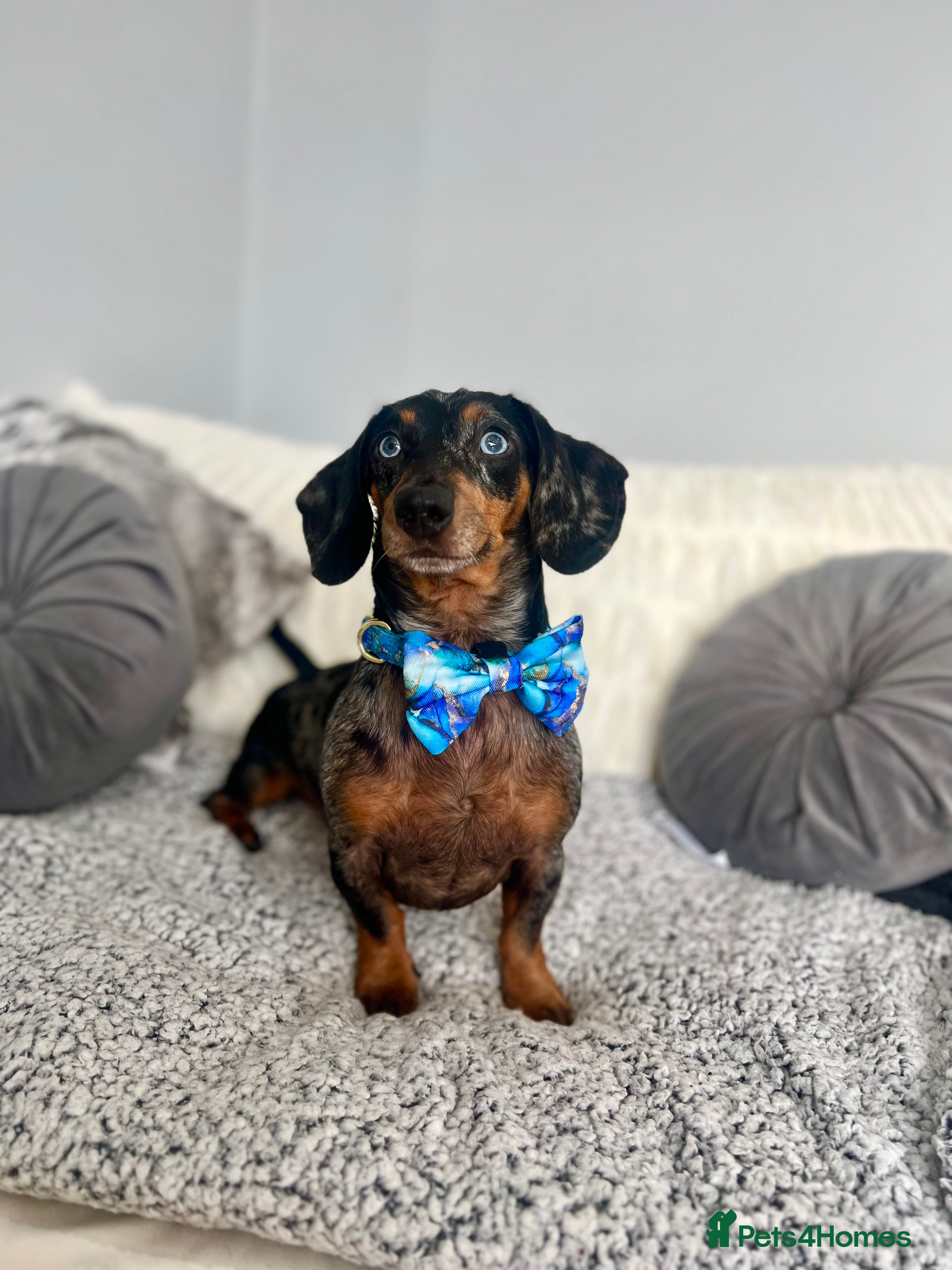 Miniature Dachshund dogs STUNNING SILVER DAPPLE STUD, PROVEN STUD  - Advert 1