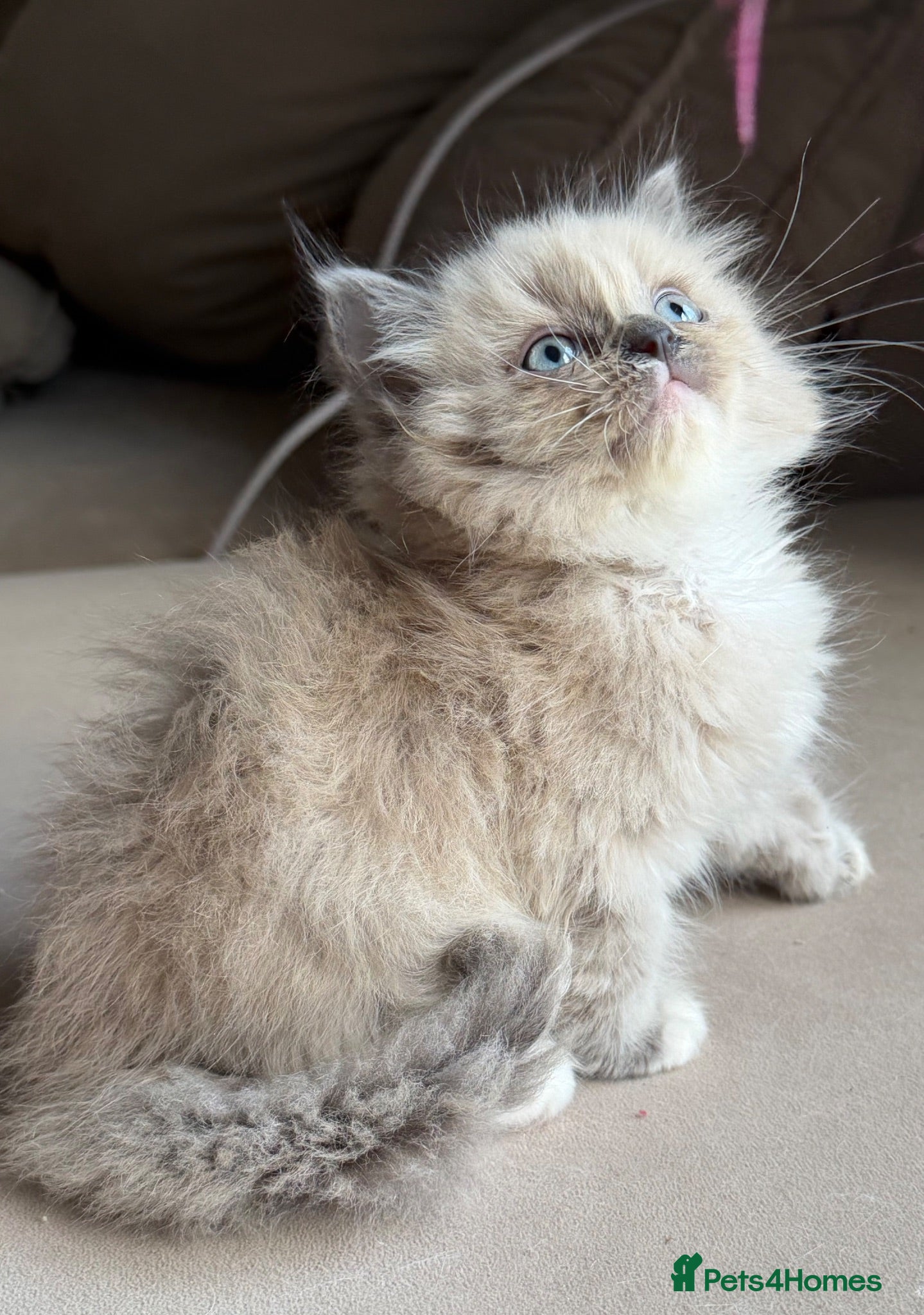 Ragdoll cats Mink/Sepia TICA Cherubim’s  - Advert 6