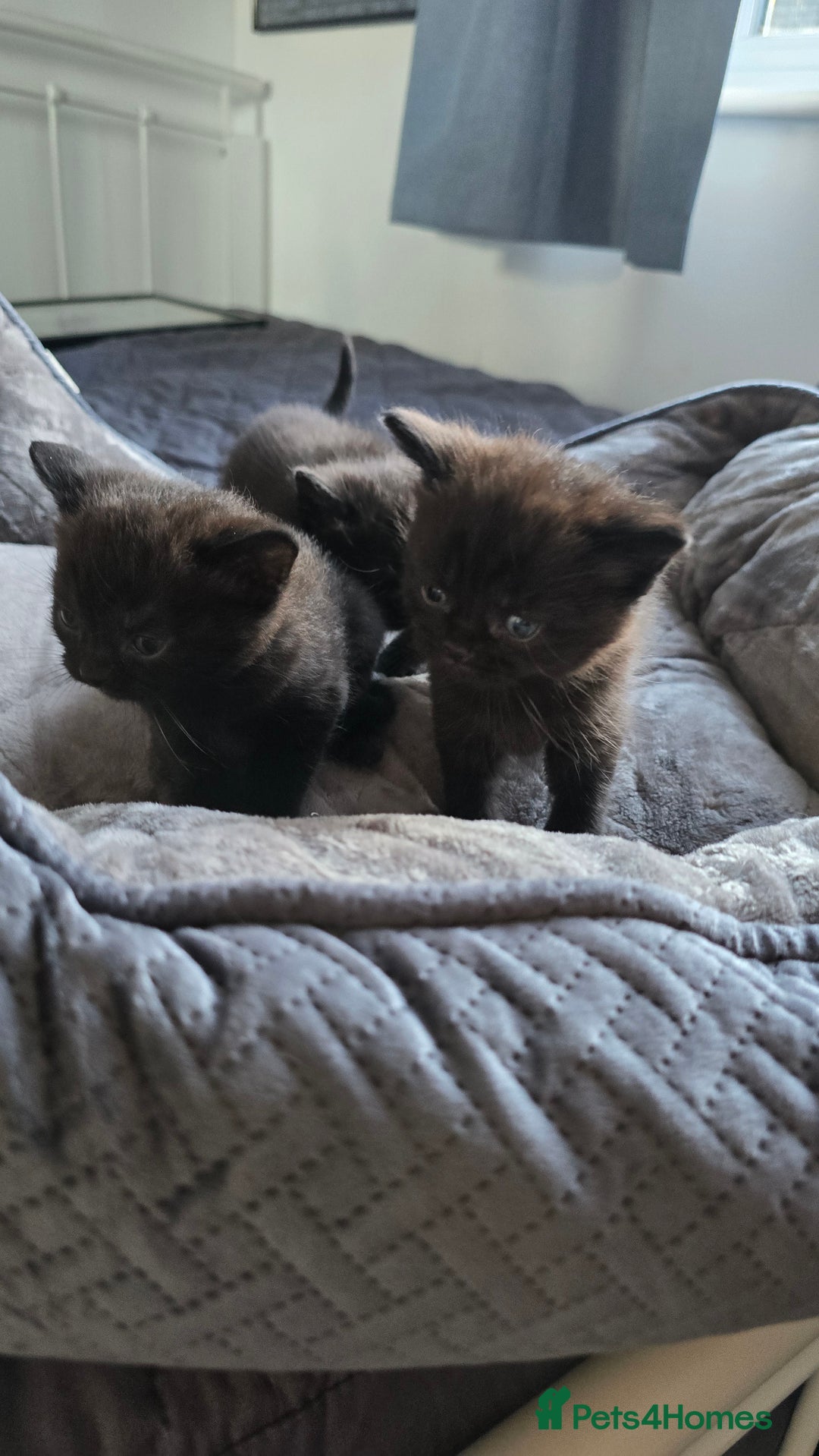 British Shorthair cats for sale: British shorthair  - Advert 6