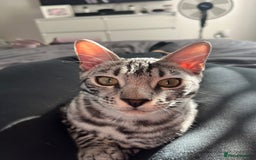 Bengal cats for sale: Sensational Silver Bengal boy requires new family  - Image 27