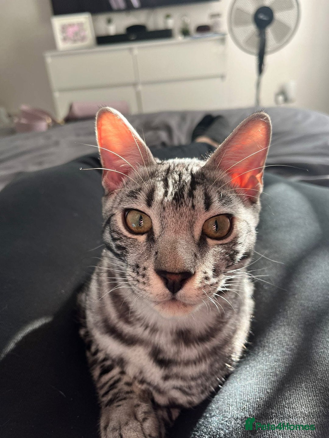 Bengal cats for sale: Sensational Silver Bengal boy requires new family  - Image 27