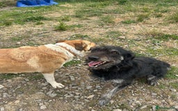 Mixed Breed dogs for adoption: ROSIE  - Advert 7