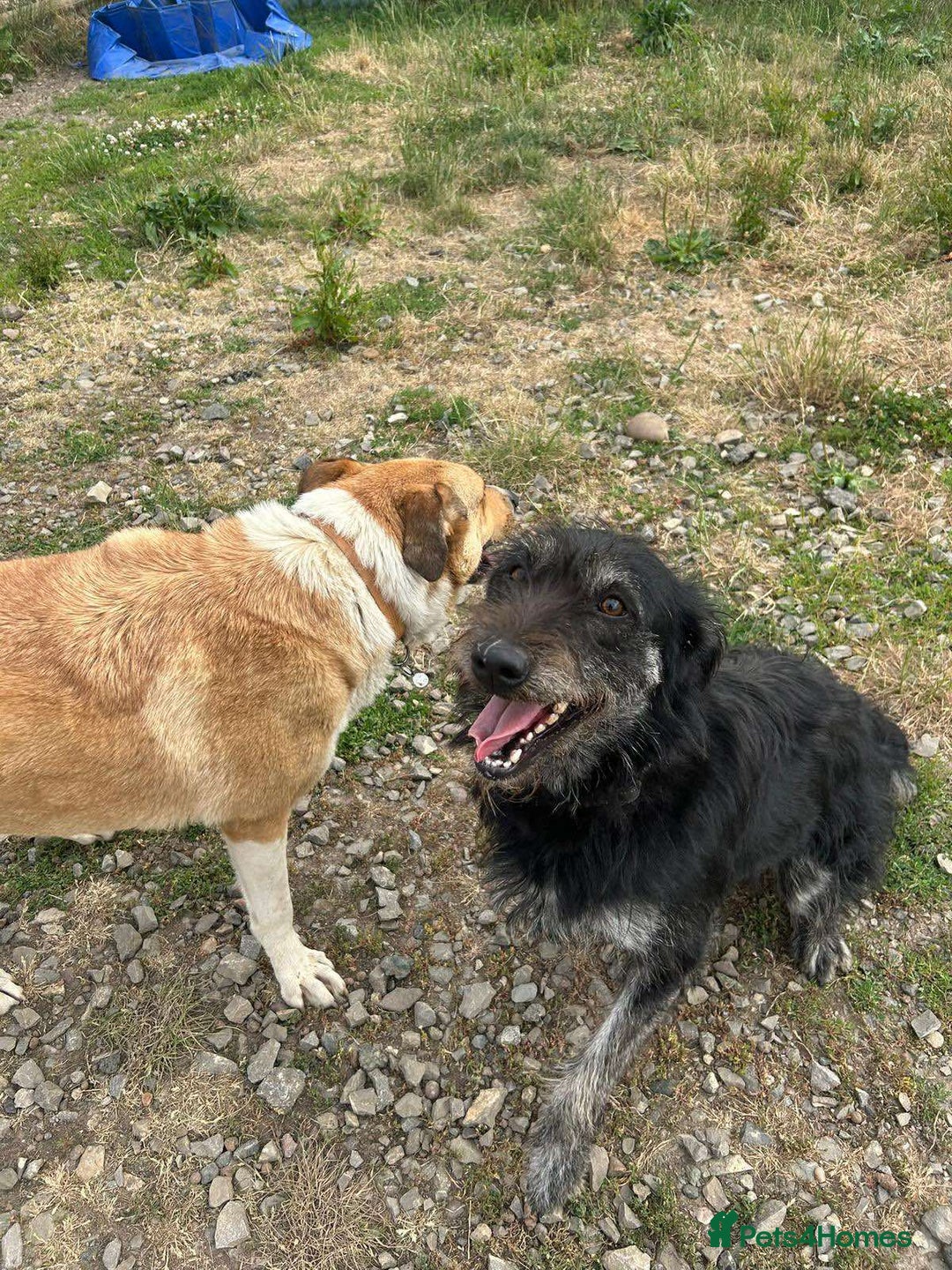 Mixed Breed dogs for adoption: ROSIE  - Advert 7