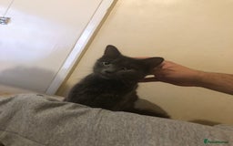 British Shorthair cats for sale: 2 year old female  - Image 3