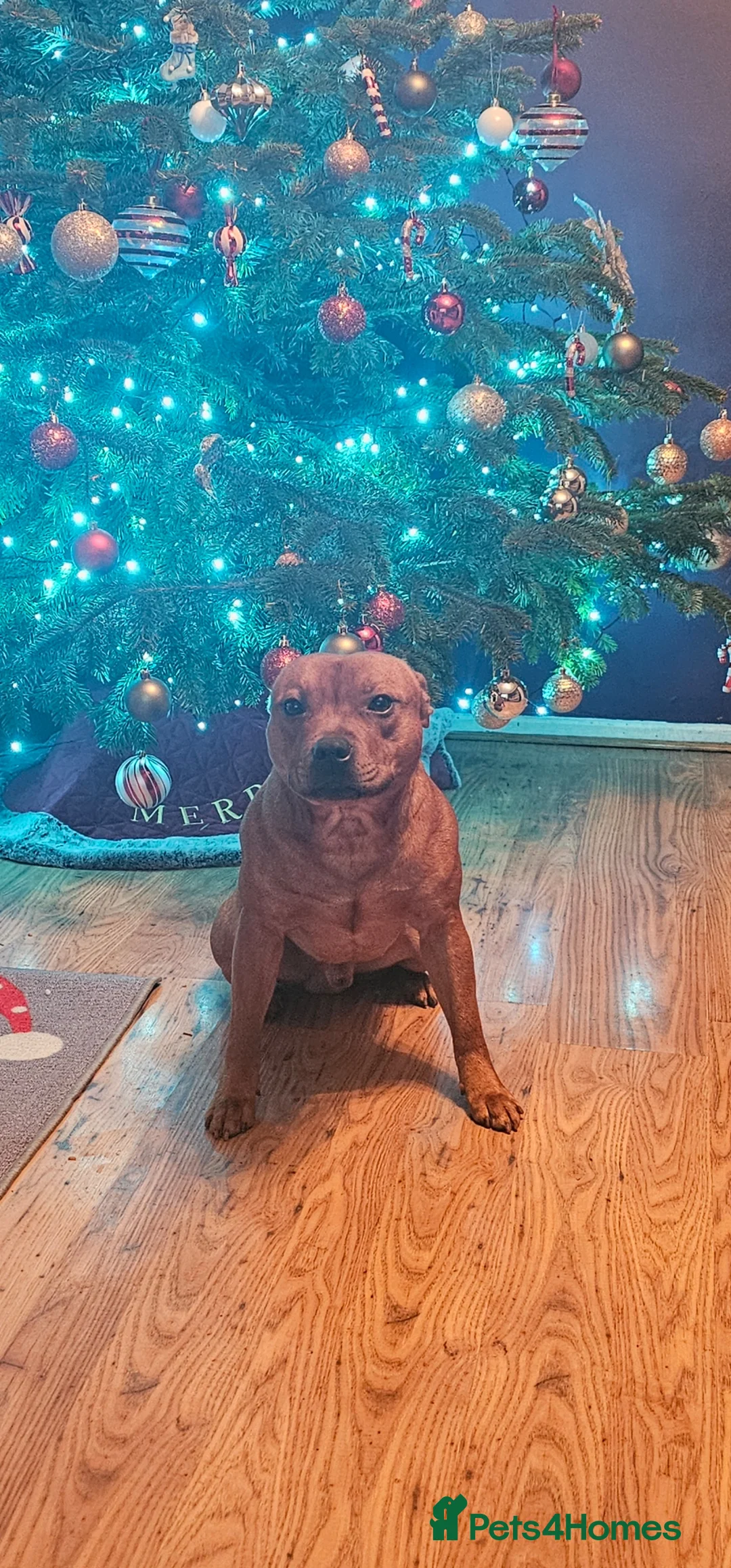 Staffordshire Bull Terrier dogs for sale: Red staffordshire bull terrier pups - Advert 4