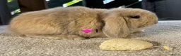 Mini Lop rabbits for sale: Mini lop litter in Newcastle upon Tyne - Advert 12