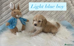 Cockapoo dogs for sale: Beautiful Cockapoo puppies🐶 - Image 12
