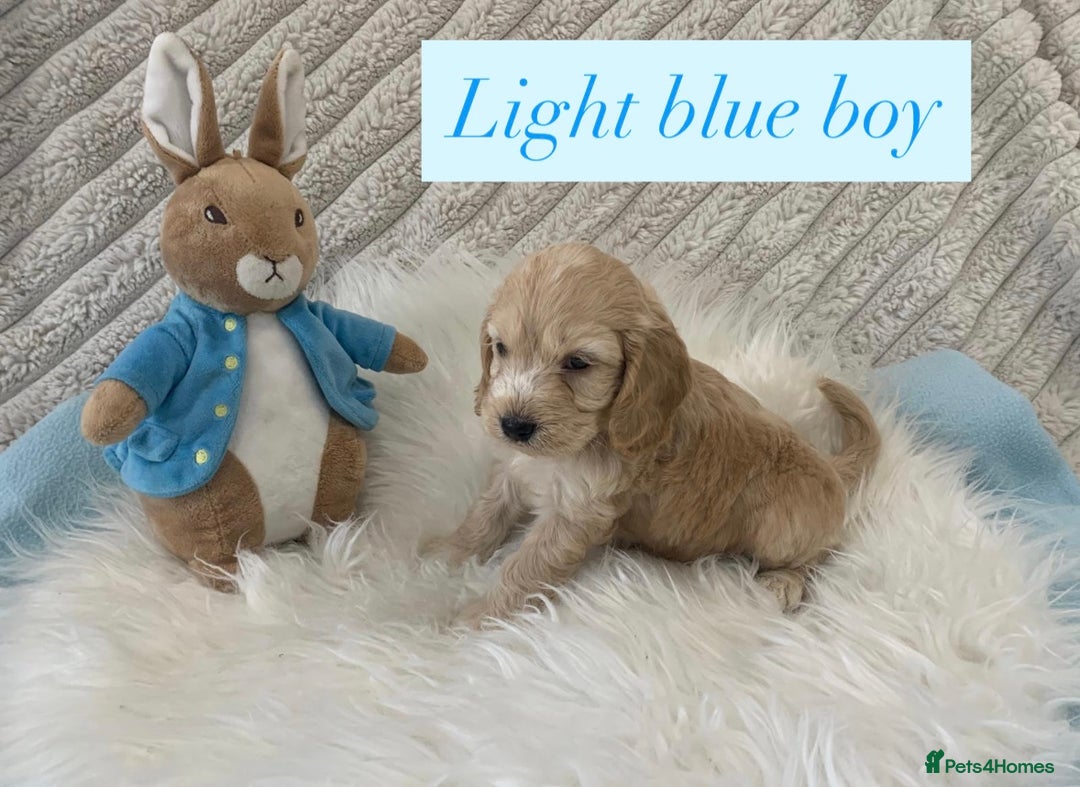 Cockapoo dogs for sale: Beautiful Cockapoo puppies🐶 - Image 12