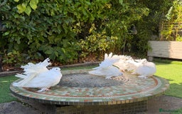 Doves birds for sale: Indian Fantail Pigeon - Image 2