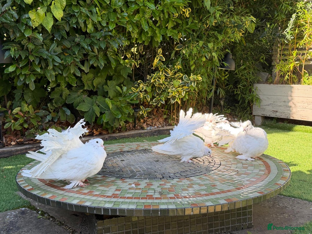 Doves birds for sale: Indian Fantail Pigeon - Image 2