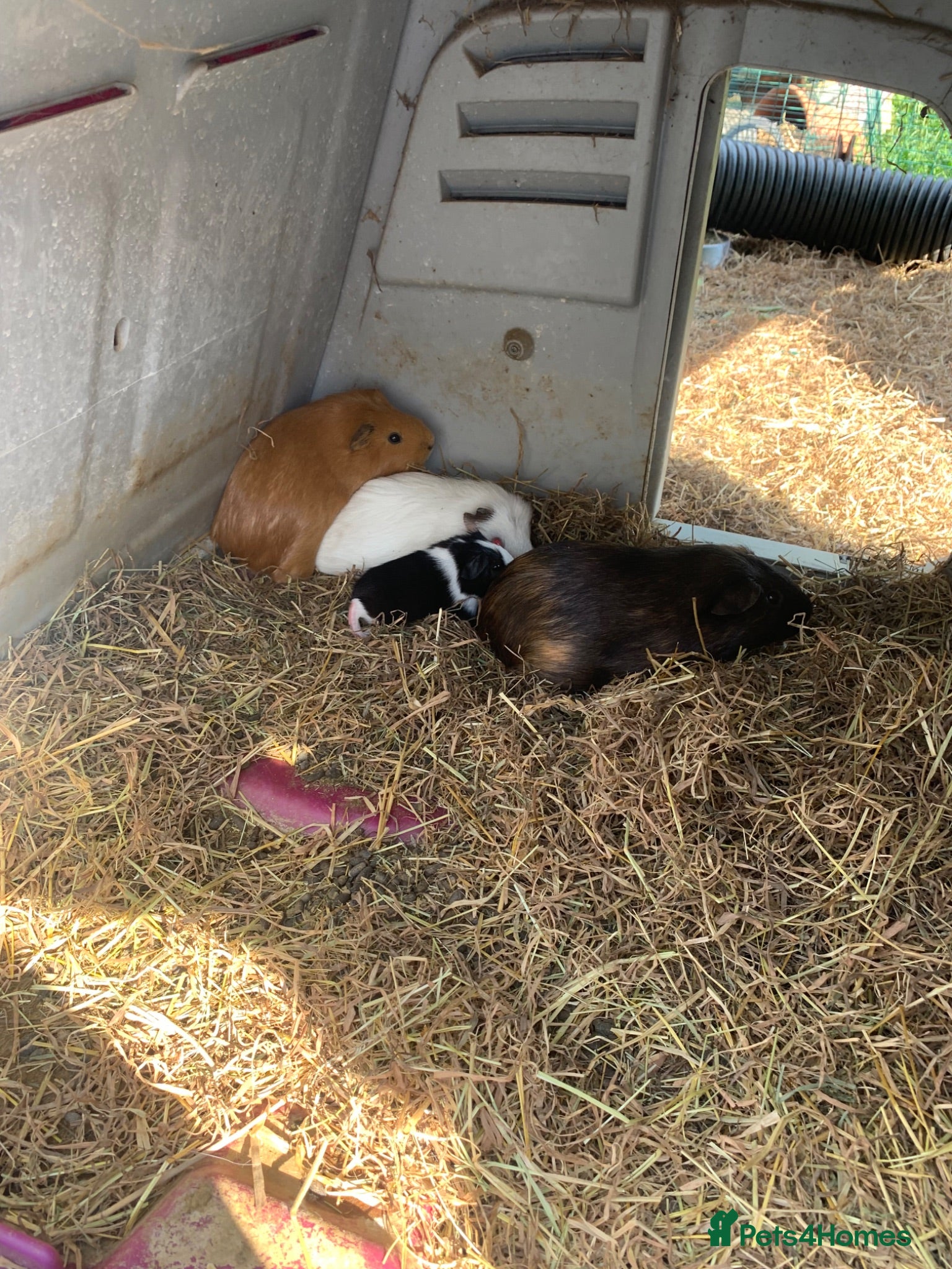 Guinea Pig rodents Loads of guinea pigs for sale - Advert 17