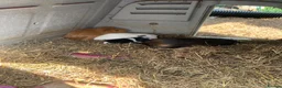 Guinea Pig rodents for sale: Loads of guinea pigs for sale - Advert 1