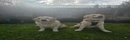 Golden Retriever dogs for sale: KC Registered Golden Retriever Puppies Available - Advert 7