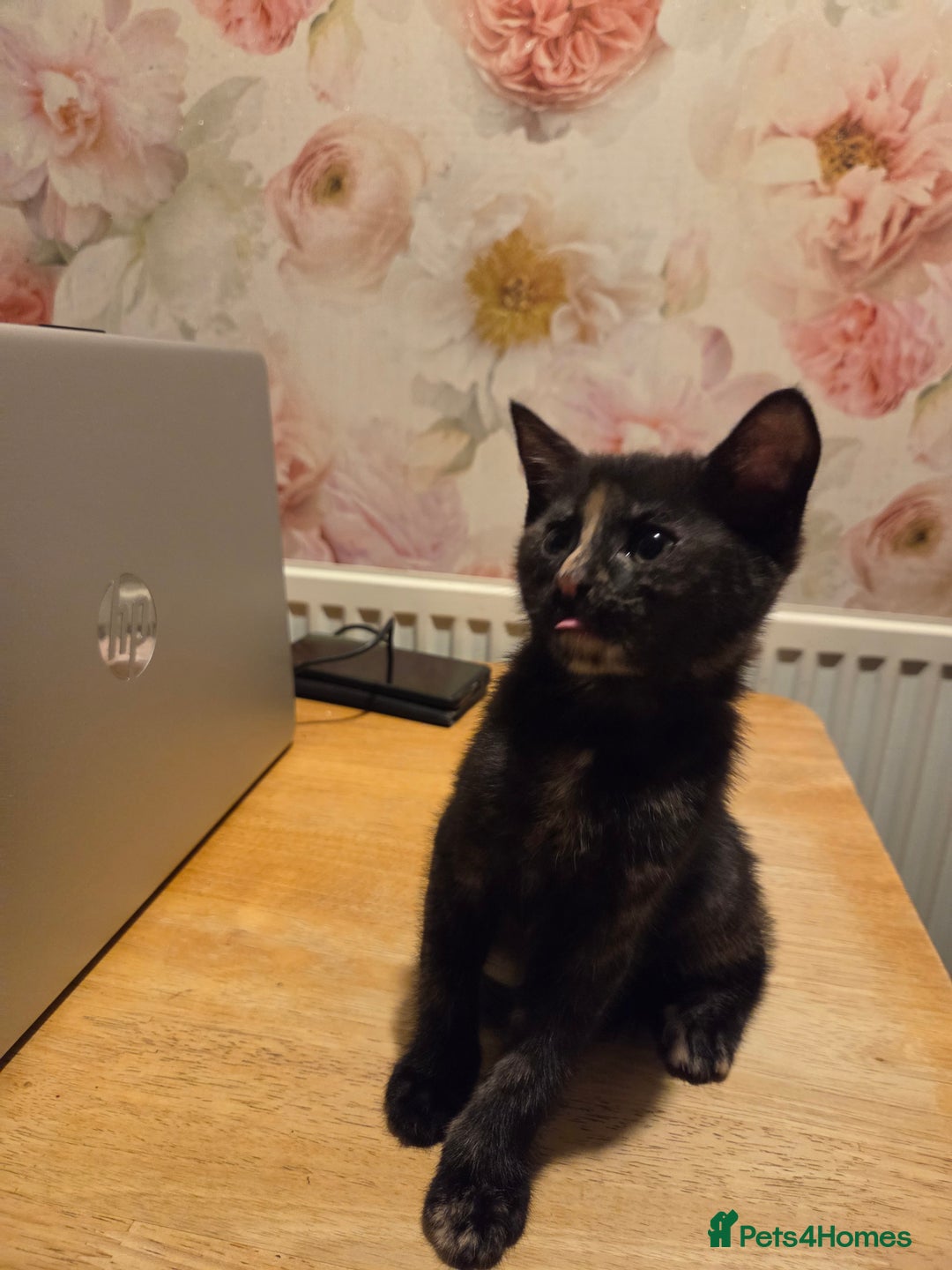Mixed Breed cats for sale:  female kitten - Advert 3