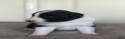 Border Collie dogs for sale: Beautiful border collie puppies - Advert 16
