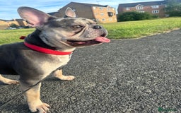 French Bulldog dogs for sale: 2yr old male *free to the right home* - Image 2
