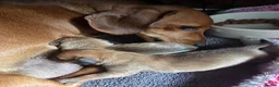 Dachshund dogs for sale: Shaded red Dachshund puppies in Barrow-upon-Humber - Advert 11
