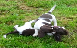 English Springer Spaniel dogs for sale: Gorgeous English Springer Spaniel Puppies  - Advert 15
