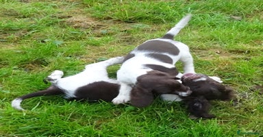 English Springer Spaniel dogs - Advert 14