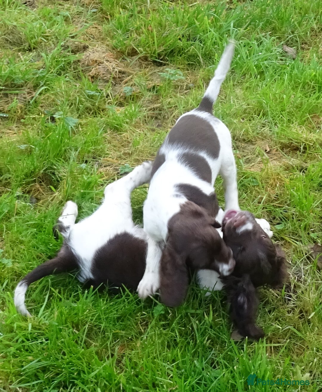 English Springer Spaniel dogs for sale: Gorgeous English Springer Spaniel Puppies  - Advert 15