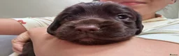 Cocker Spaniel dogs for sale: KC reg Working Cocker Spaniel Puppies  - Advert 7