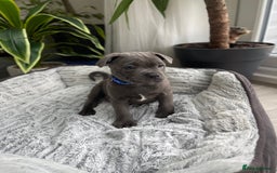 Staffordshire Bull Terrier dogs for sale: 🔷 Pharaon Champion Line Pups 🔷 in Wolverhampton - Image 21
